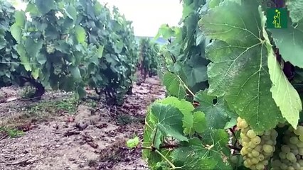La pandemia pone en jaque al champán francés