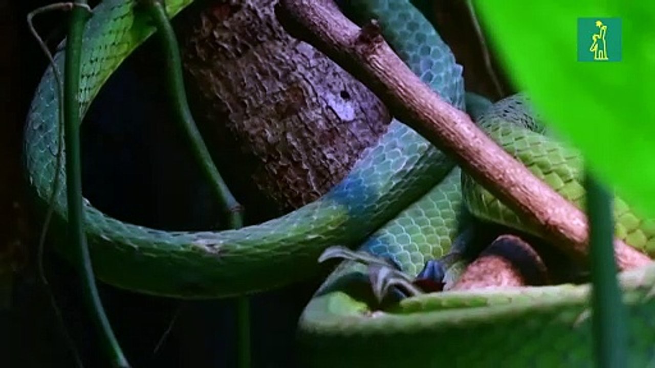 El mundo perdió casi 70% de la fauna salvaje desde 1970, según WWF