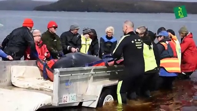 El tiempo se acaba para ballenas varadas en Tasmania