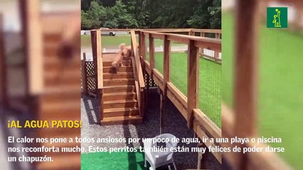 ¡Al agua patos!