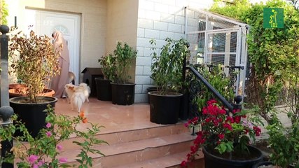 La mujer de los 500 gatos de Omán