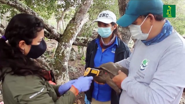 Galápagos repatrió 36 tortugas de especie en peligro nacidas en cautiverio