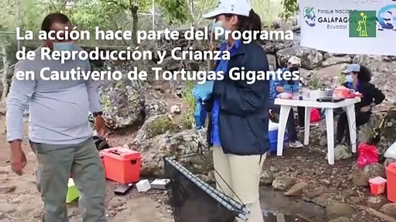 El regreso a casa de las tortugas en el archipiélago de Galápagos