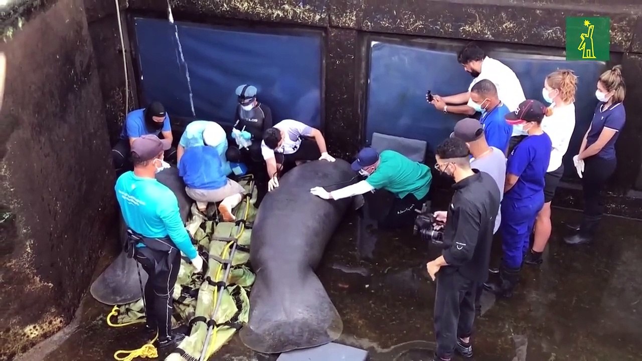 Acuario dominicano prepara a tres manatíes para...
