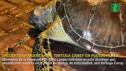 Encuentran muerta una tortuga Carey en Puerto Plata