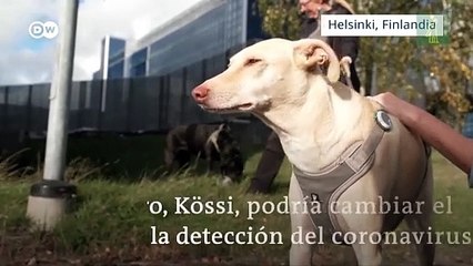 La nariz lo sabe: los perros rastreadores detectan el coronavirus