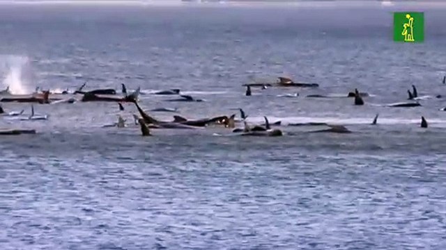 Cientos de ballenas varadas en una bahía remota de Tasmania