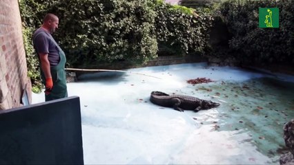 El aligátor más viejo del mundo vive en el zoológico de Belgrado