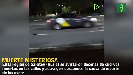 Decenas de cuervos muertos son un misterio en rusia