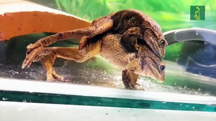 Cerca de 200 ranas del Loa se reproducen en Chile a partir de las últimas 14 que quedaban