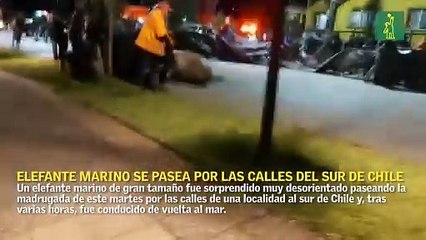 Elefante marino se pasea por calles del sur de Chile y es devuelto al mar