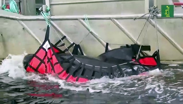Australia lleva mar adentro cadáveres de ballenas varadas en isla de Tasmania
