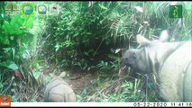 Dos cachorros de rinoceronte de Java, especie en extinción, avistados en parque indonesio