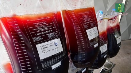 Costa Rica apuesta a plasma equino para enfermos de covid-19