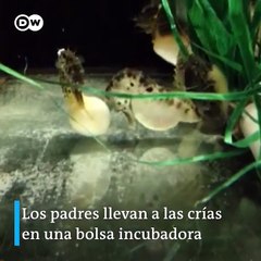 Los caballitos de mar: unos padres abnegados