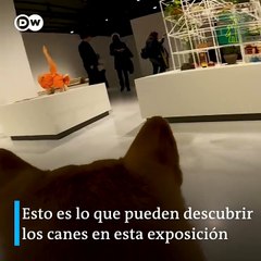 Arquitectura para perros, una expo para canes