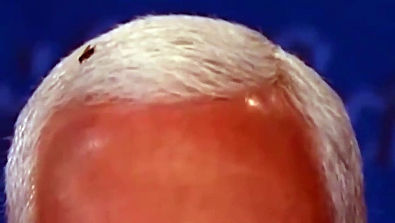 Mosca
