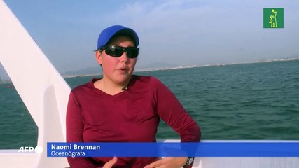 El coronavirus hace que los delfines rosados vuelvan a Hong Kong