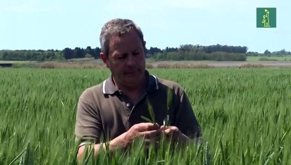 Argentina, primer país en aprobar comercialización de trigo transgénico