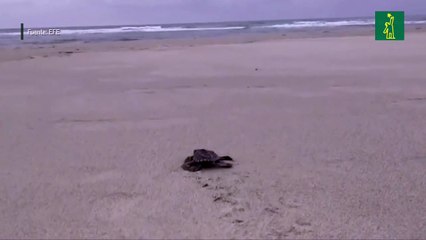 Nacimiento masivo de tortugas en playa ecuatoriana
