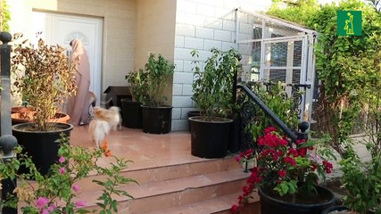 La mujer de los 500 gatos de Omán