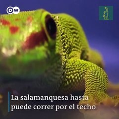 ¿Por qué algunos animales pueden trepar por las paredes?