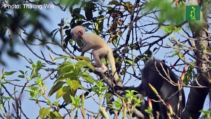 Descubren una nueva especie de primate en Birmania
