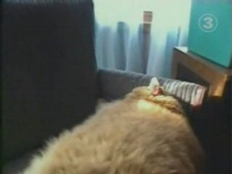 Gros chat