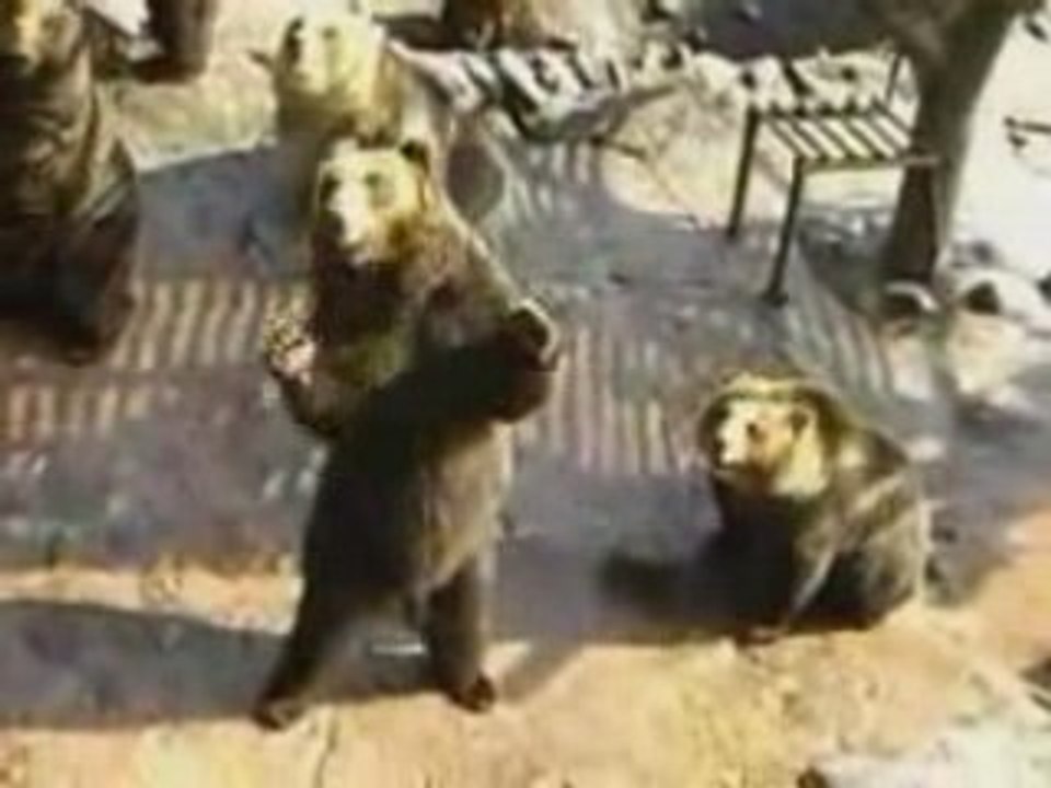 Tactique d'ours