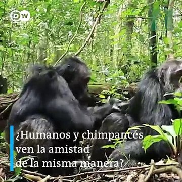 ¿Los humanos y los chimpancés ven la amistad de la misma manera?