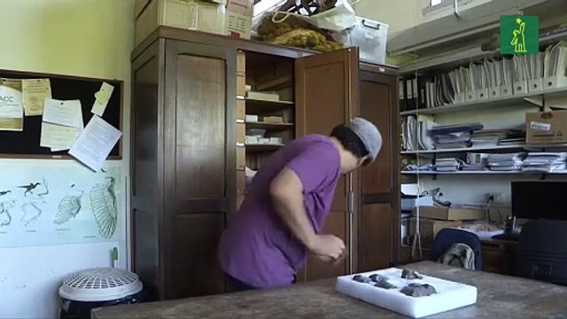 Fósiles en Patagonia pueden arrojar luz sobre la extinción de los dinosaurios