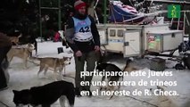Un hombre y sus perros: Carrera en trineo por la montaña checa
