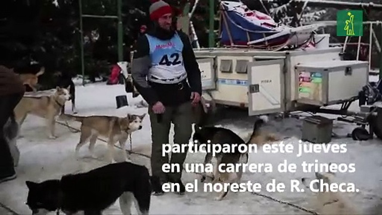 Un hombre y sus perros: Carrera en trineo por la montaña checa