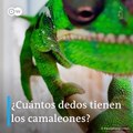 ¿Sabes cuántos dedos tiene un camaleón?