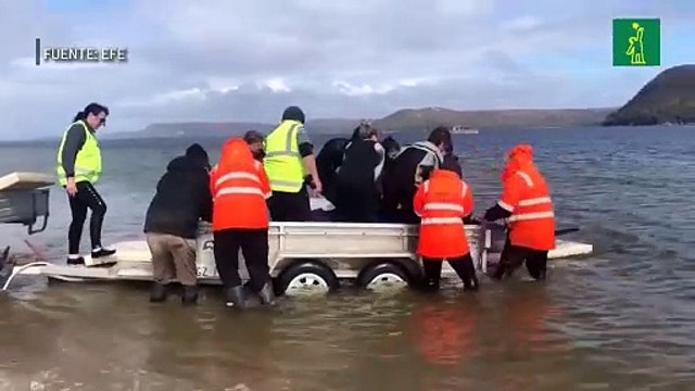 Mueren unas 380 de las ballenas varadas en el sur de Australia