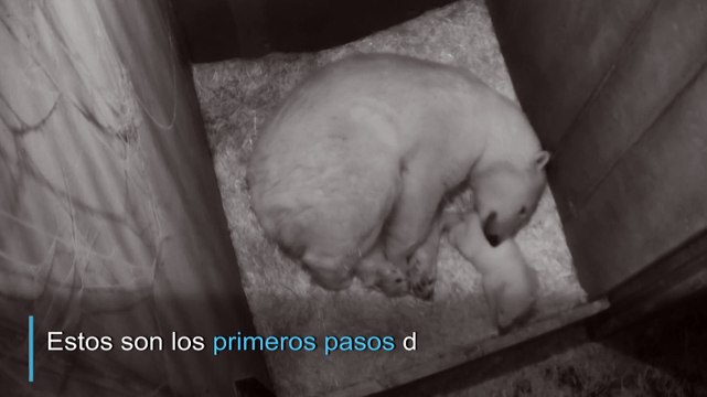 Los primeros pasos de un oso polar