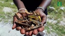 Plaga de langostas del desierto llegaron al este de África
