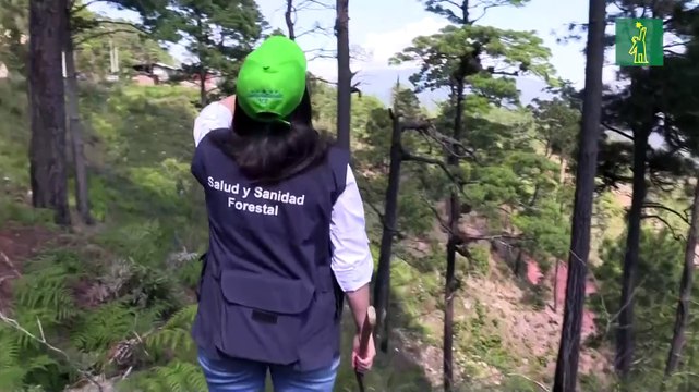 Un insecto de 3 milímetros amenaza de nuevo bosques de pino en Honduras