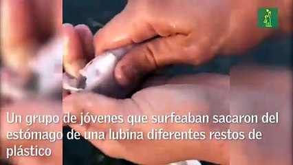 Aparece un pescado lleno de plástico en Tenerife (España)