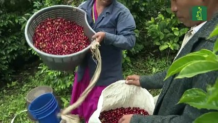 Cafe Geisha: El café más caro del mundo se cultiva en Panamá