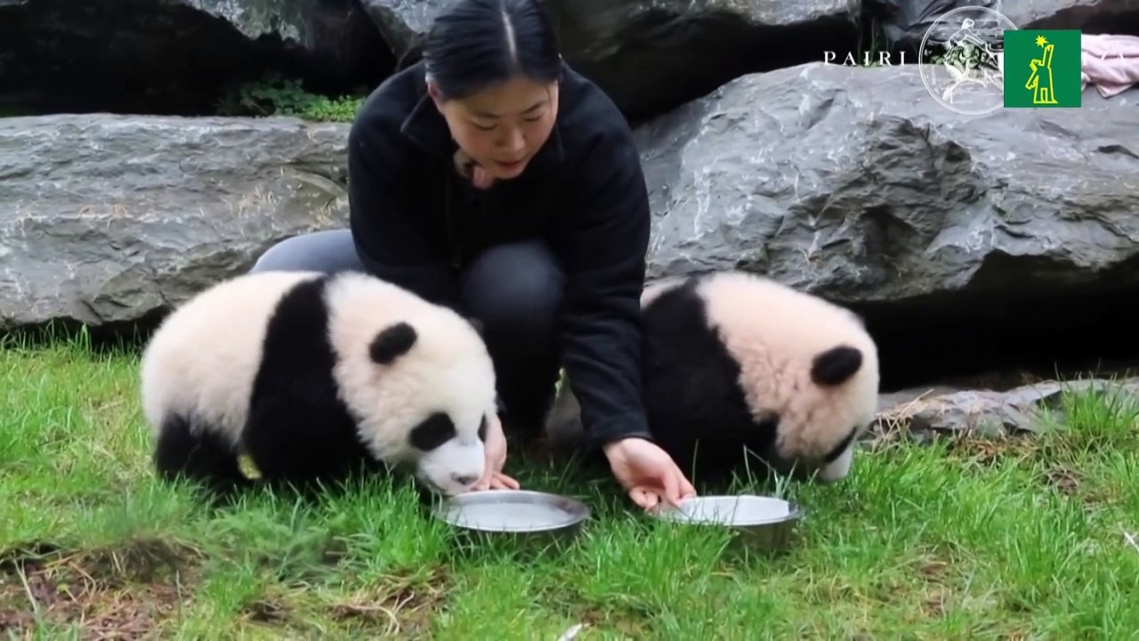Primeros pasos de pandas gemelos