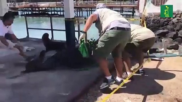 Rescatan a lobo marino enredado en una cuerda en islas Galápagos