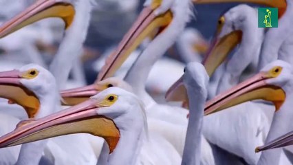Pelícanos borregones, las aves que roban miradas en México
