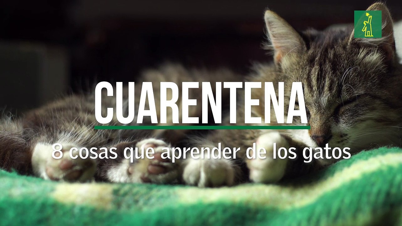 Cuarentena: 8 cosas que aprender de los gatos