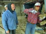 Dirty Jobs - Hoof Cleaner