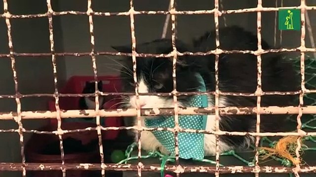 Perros y gatos sufren abandono en Colombia durante cuarentena por la pandemia del COVID-19
