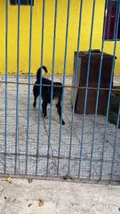 Cachorro ilhado no Parque Tingui surpreende e volta para casa sozinho
