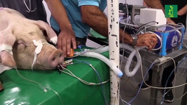Costa Rica prueba ventilador en cerdos para posible uso en coronavirus