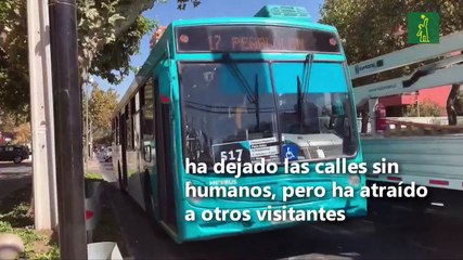 Rescatan a un puma en domicilio particular de Chile