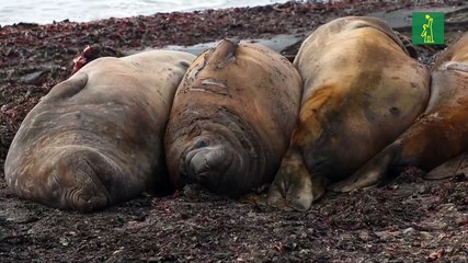 Viaje a la Antártida, el continente blanco
